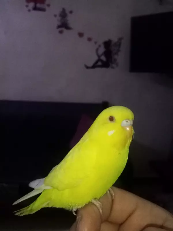 ssss