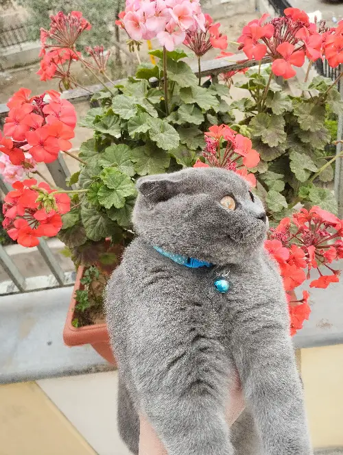 ssss