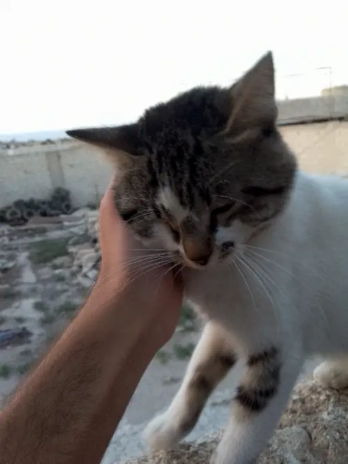 ssss